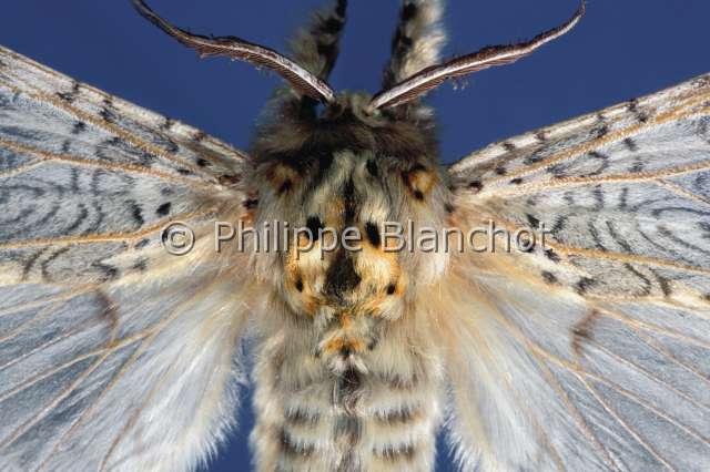 Cerura vinula.JPG - Cerura vinula  (Portrait)Queue fourchuePuss mothLepidoptera NotodontidaeFrance